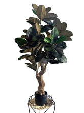 45" Artificial Rubber Tree in Black Pot. Realistic faux plant with detailed leaves.